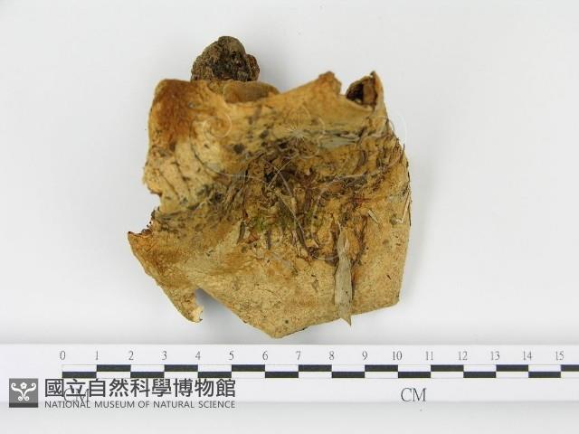 登錄號:F0005499藏品圖，第4張