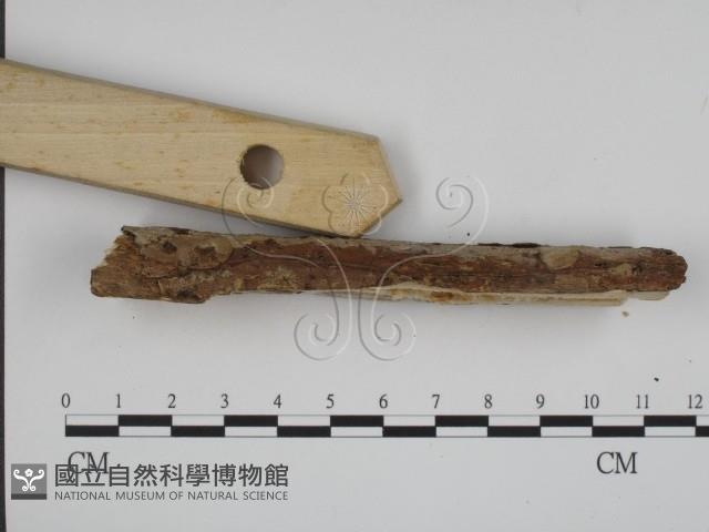 登錄號:F0008799藏品圖，第4張