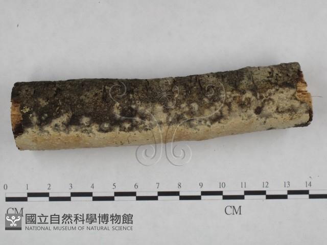 登錄號:F0021799藏品圖，第4張