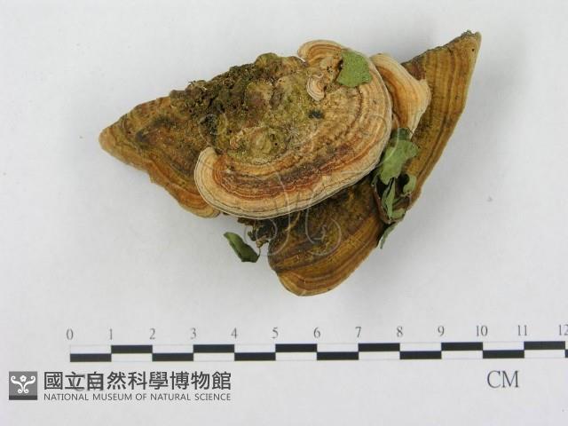 登錄號:F0014799藏品圖，第4張