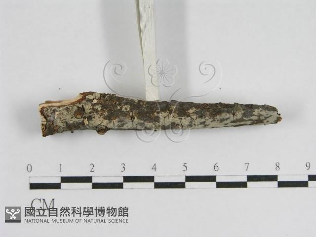登錄號:F0012799藏品圖，第4張