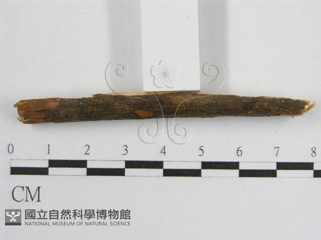 登錄號:F0017799藏品圖，第4張