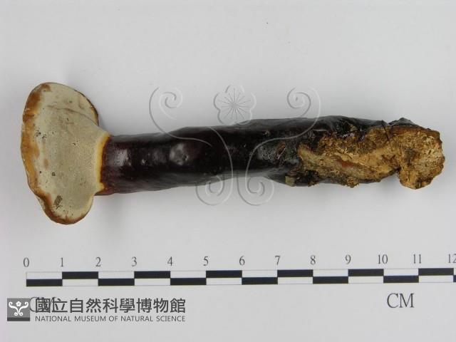 登錄號:F0015799藏品圖，第4張