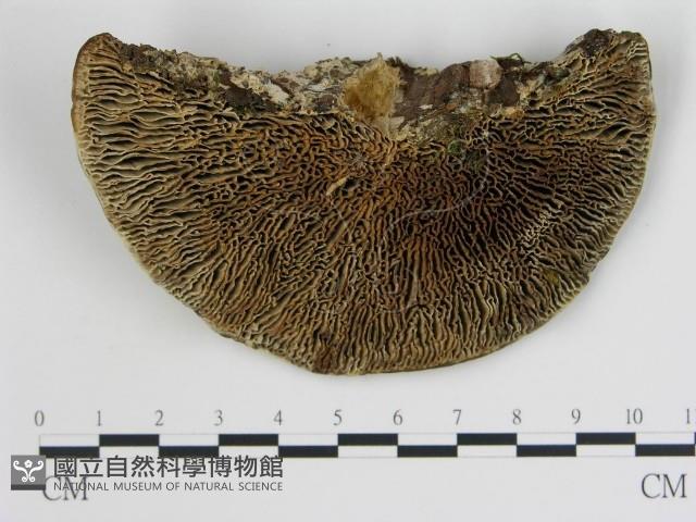 登錄號:F0019799藏品圖，第4張