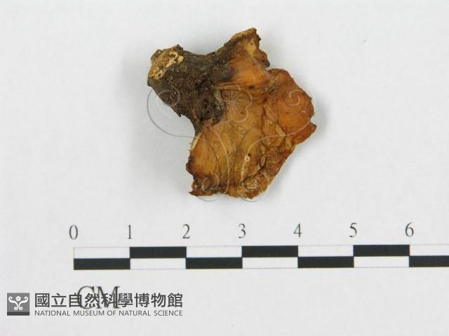 登錄號:F0017599藏品圖，第4張