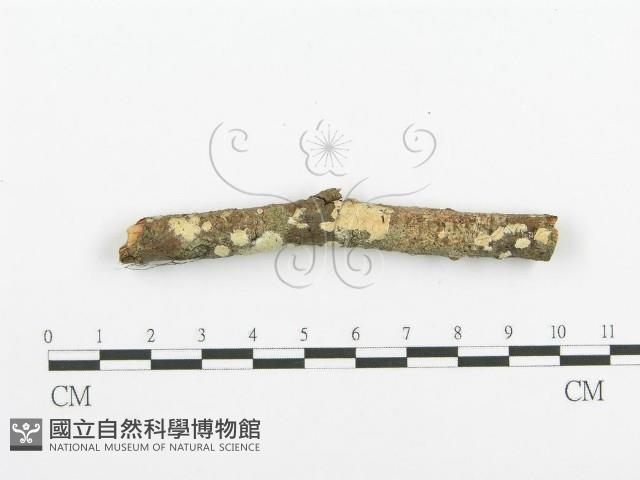登錄號:F0020099藏品圖，第4張