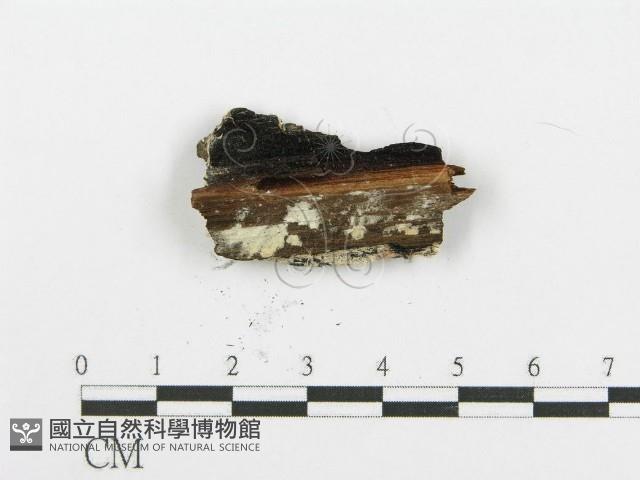 登錄號:F0006099藏品圖，第4張