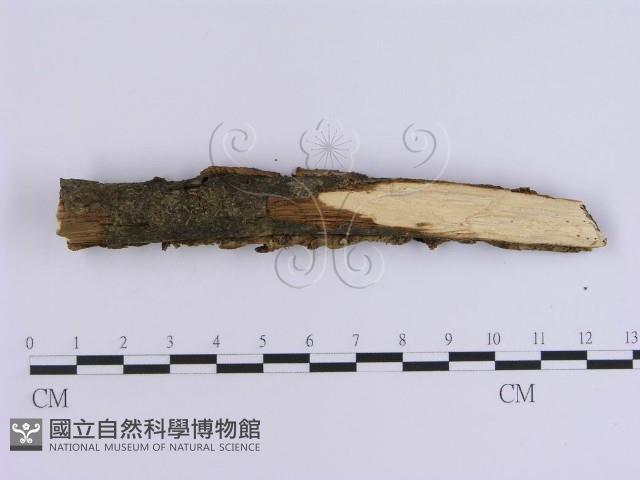 韌革菌屬藏品圖，第4張