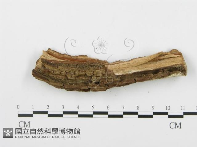 登錄號:F0004099藏品圖，第4張