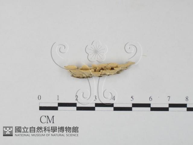 栓菌屬藏品圖，第4張