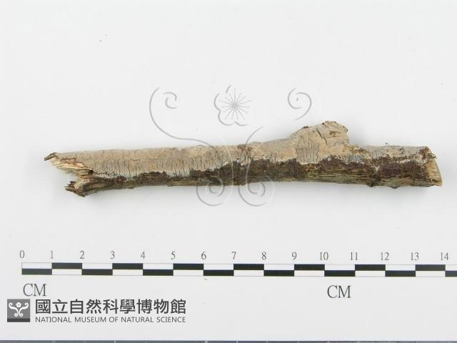 登錄號:F0005099藏品圖，第4張