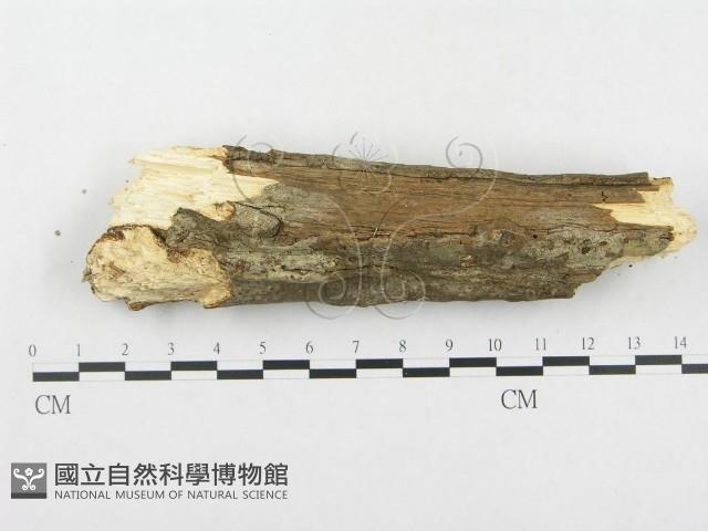登錄號:F0000399藏品圖，第4張