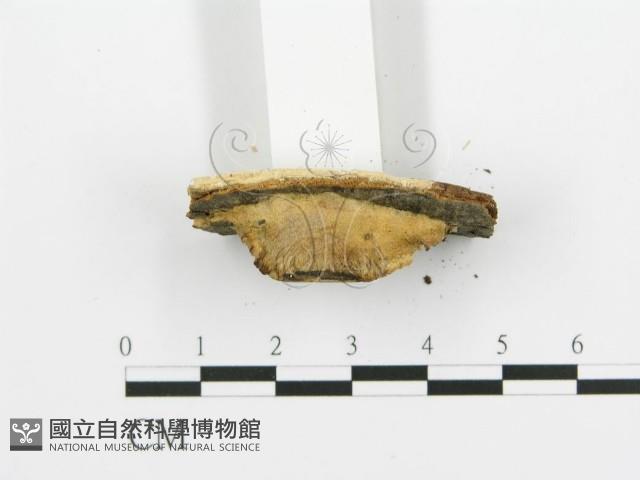 煙管菌藏品圖，第4張