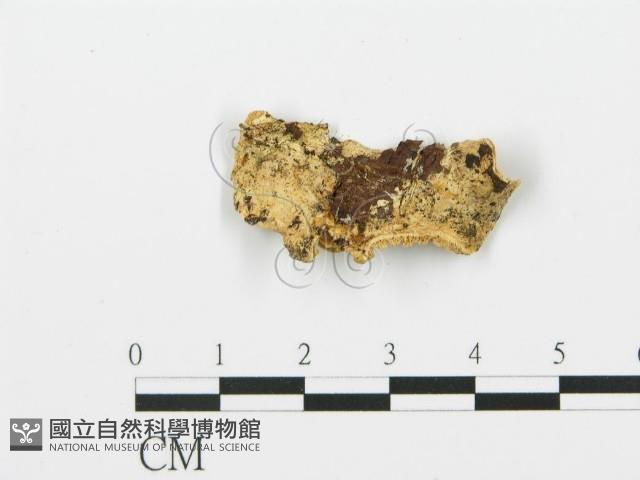 登錄號:F0017399藏品圖，第4張
