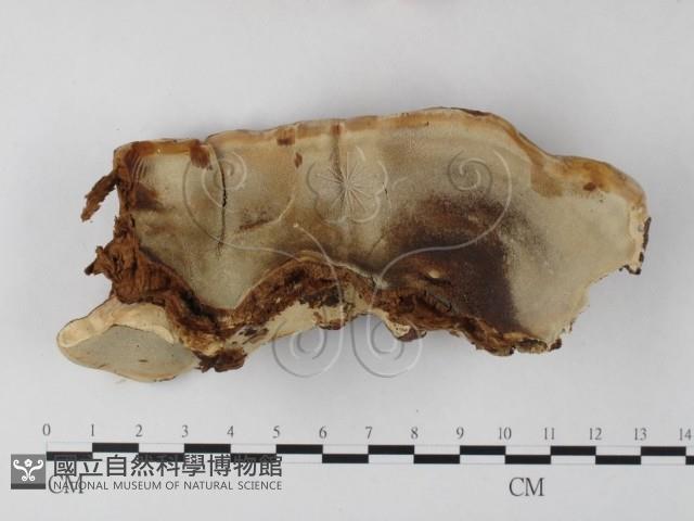 登錄號:F0025399藏品圖，第4張