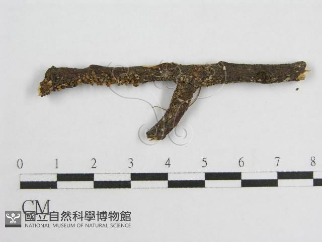 微皮傘屬藏品圖，第4張