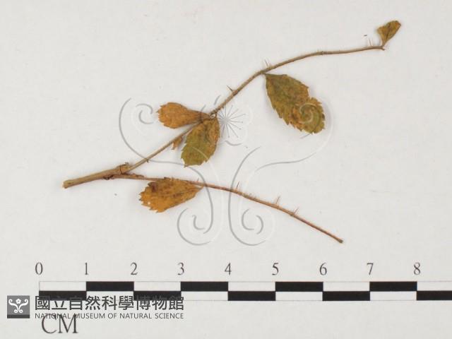 登錄號:F0026289藏品圖，第4張