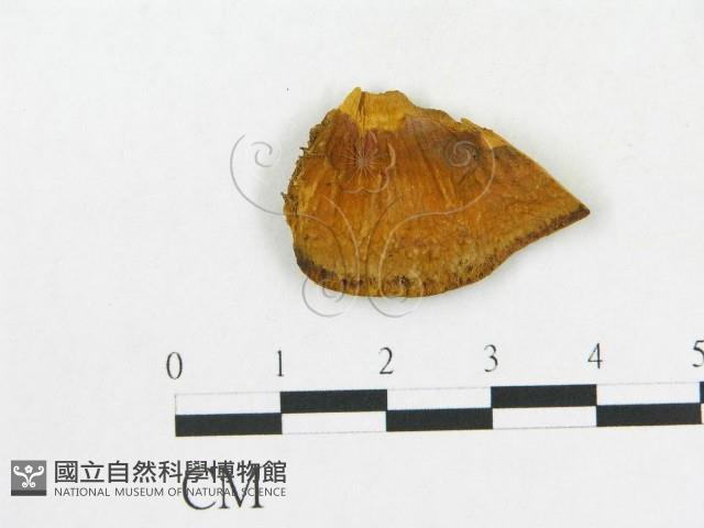 登錄號:F0006289藏品圖，第4張