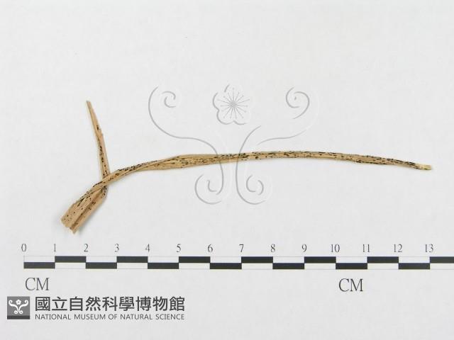 登錄號:F0019289藏品圖，第4張