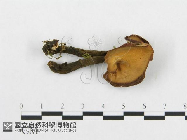 登錄號:F0018889藏品圖，第4張