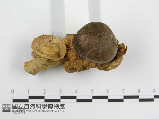 微皮傘屬藏品圖，第4張