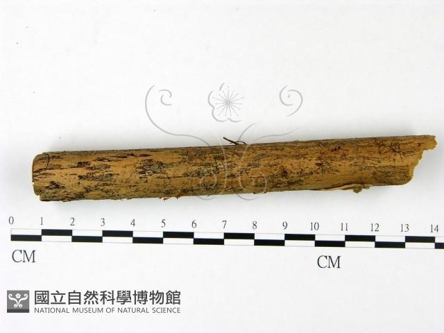 小菇屬藏品圖，第4張