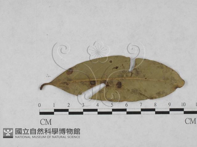 登錄號:F0027889藏品圖，第4張