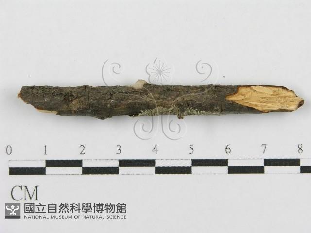 登錄號:F0011989藏品圖，第4張