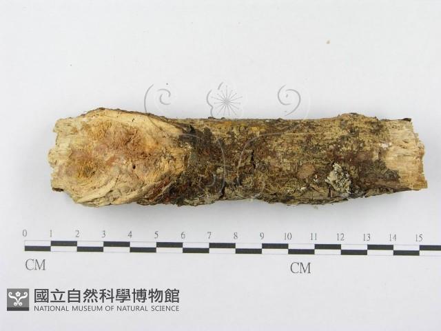 登錄號:F0014989藏品圖，第4張