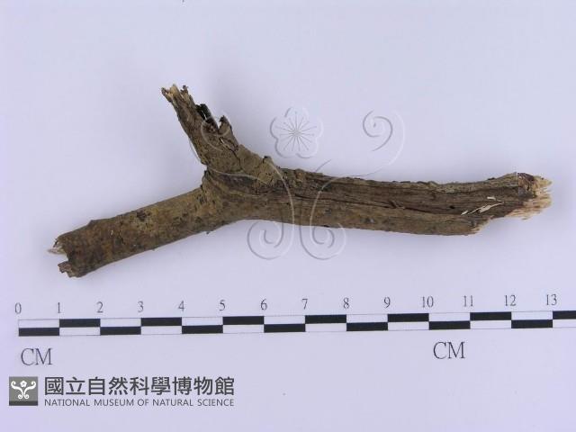 登錄號:F0002989藏品圖，第4張