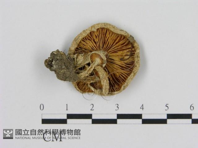 登錄號:F0013989藏品圖，第4張