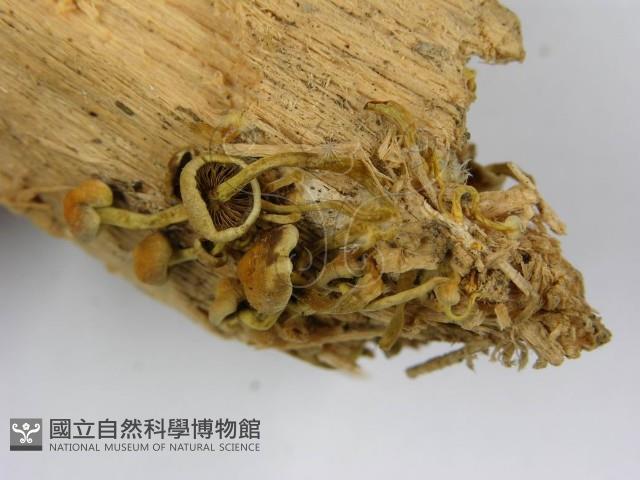 登錄號:F0001689藏品圖，第4張