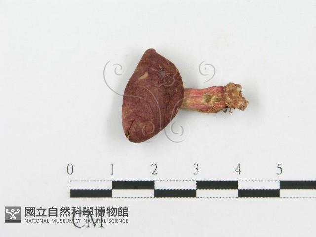 紅菇屬藏品圖，第4張