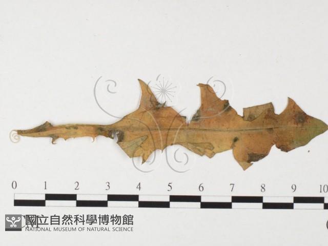 登錄號:F0026489藏品圖，第4張