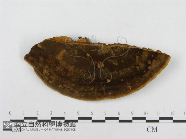 木層孔菌屬藏品圖，第4張