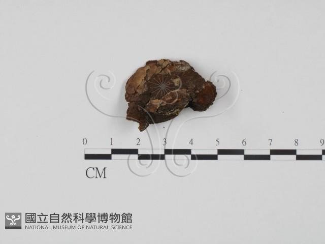 登錄號:F0011489藏品圖，第4張