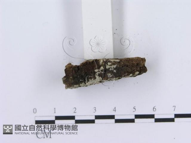 登錄號:F0013489藏品圖，第4張