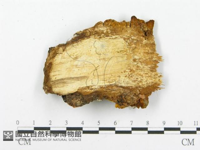 登錄號:F0015789藏品圖，第4張
