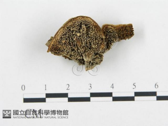 登錄號:F0019789藏品圖，第4張