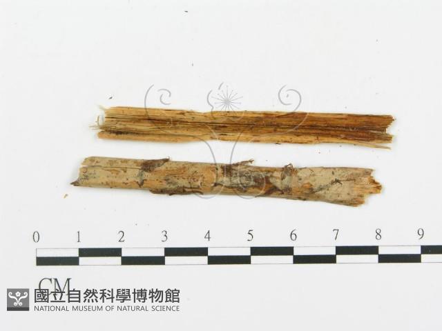 登錄號:F0016589藏品圖，第4張