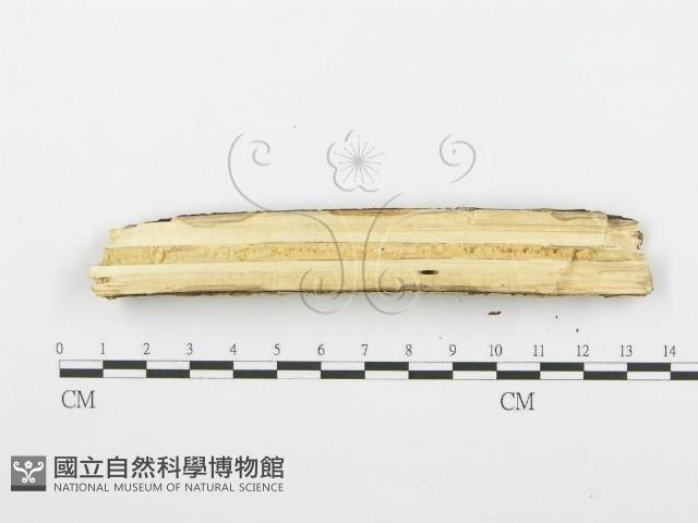 登錄號:F0001589藏品圖，第1張