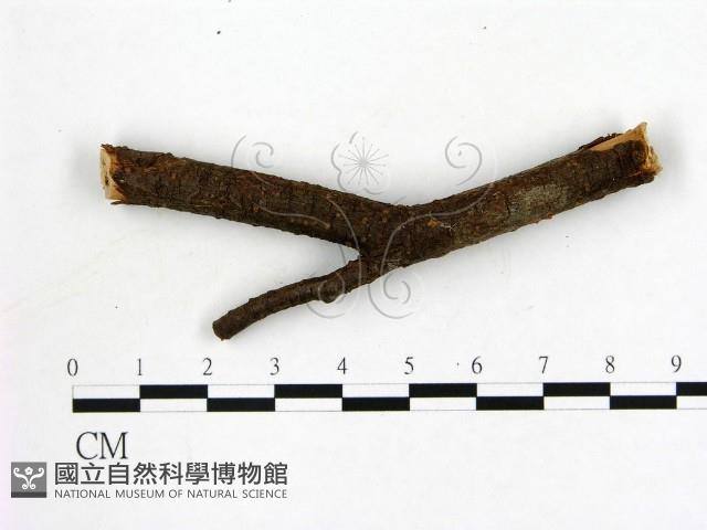 登錄號:F0019589藏品圖，第4張