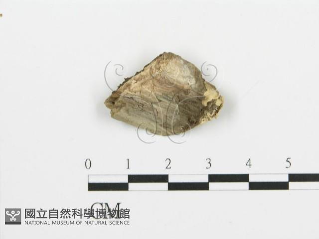 煙管菌藏品圖，第4張