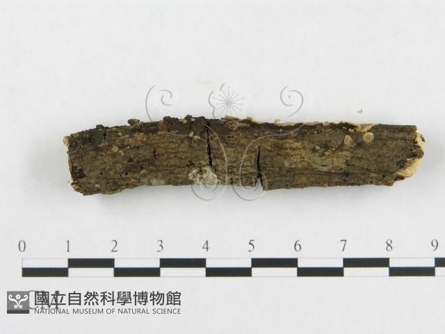 登錄號:F0000089藏品圖，第4張