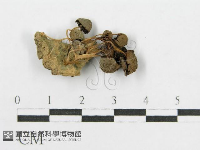 登錄號:F0008389藏品圖，第4張