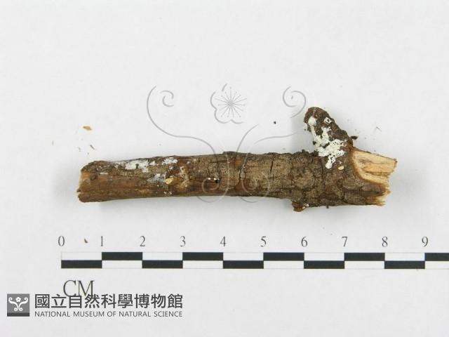 骨皮菌屬藏品圖，第4張