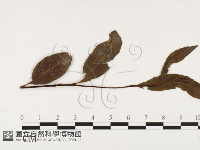 登錄號:F0026389藏品圖，第4張