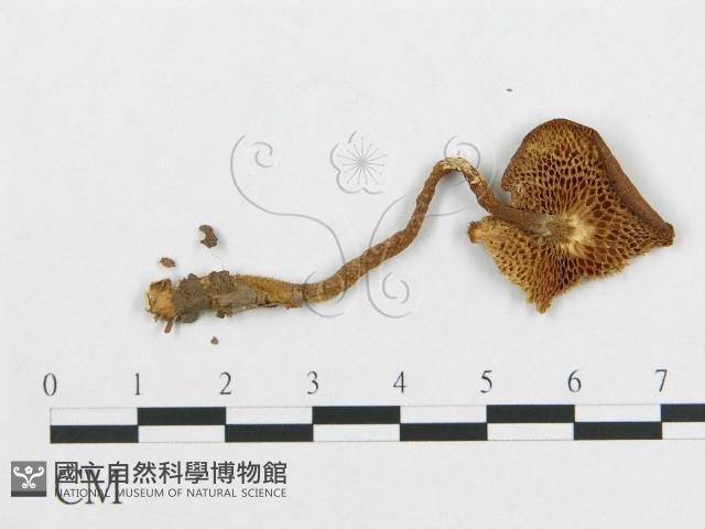 登錄號:F0011389藏品圖，第4張