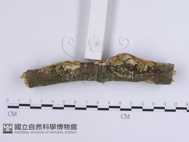 登錄號:F0002389藏品圖，第4張