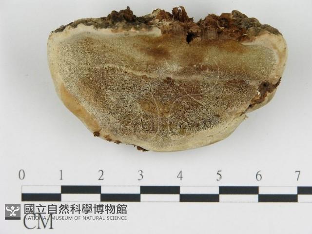 登錄號:F0009389藏品圖，第1張
